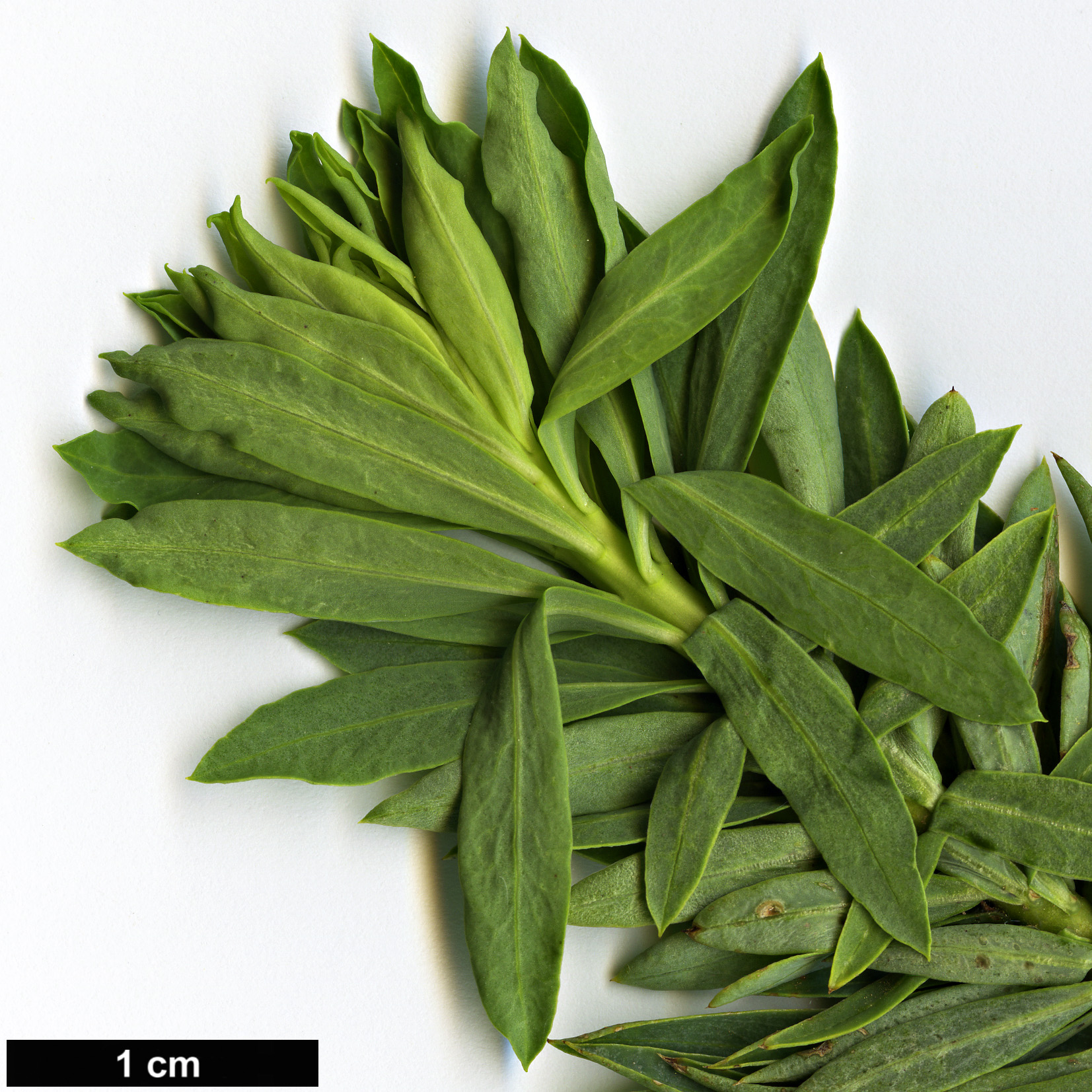 High resolution image: Family: Thymelaeaceae - Genus: Daphne - Taxon: gnidium - SpeciesSub: subsp. mauritanica